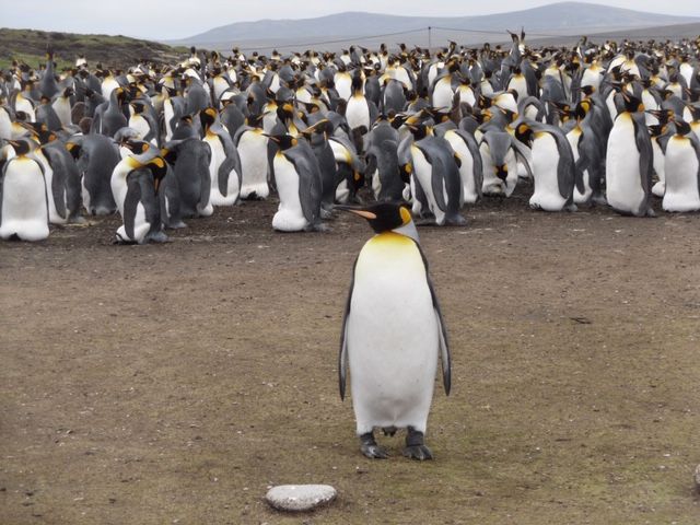 Penguins.jpg